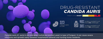 Drug resistant Candida Auris infographic